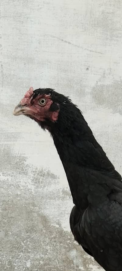 Pure aseel Mianwali breeder female