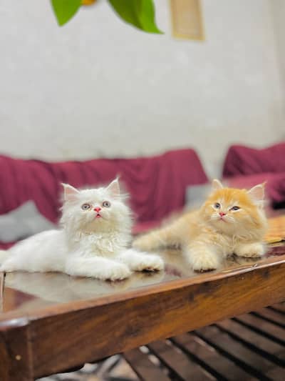 Persian cat for sale my WhatsApp number 0329-70-46-121