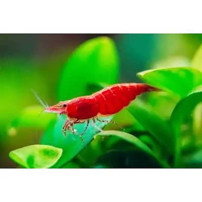Red Blue Yellow cherry shrimps available neocardina