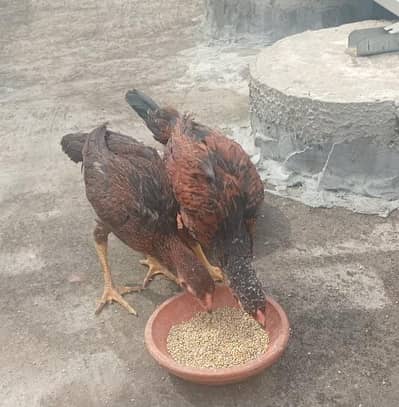Sindhi aseel chicks for sale