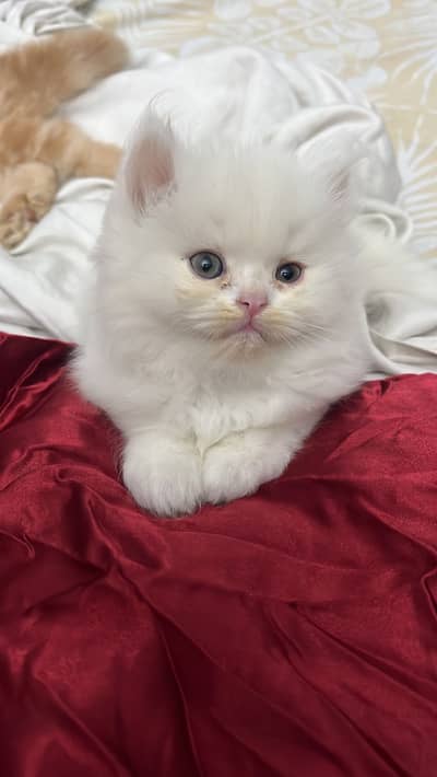 Extreme punch and Punch face kittens