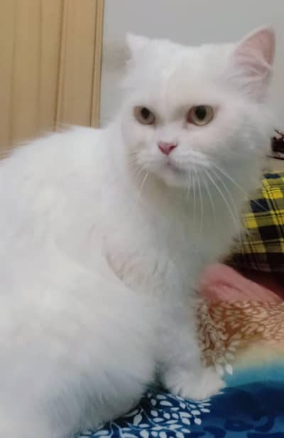 Persian cat for sale just in 12000£ PKR.