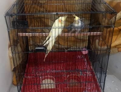 yellow female white and blue male no cage with dreading box