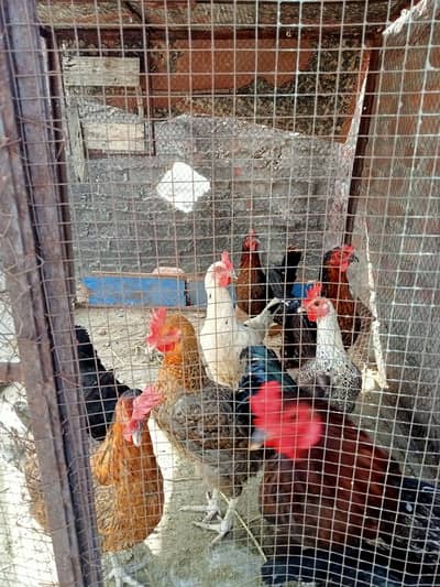 dasi female ready eggs