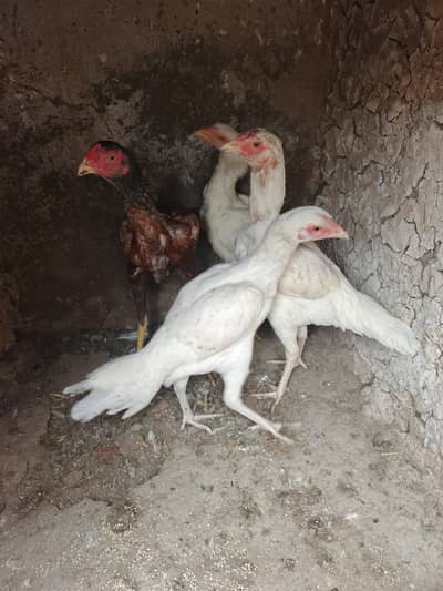 aseel heera pathe for sale