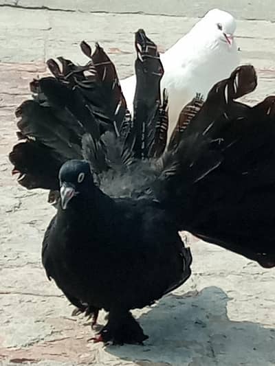 American breeder pairs 4sale read add