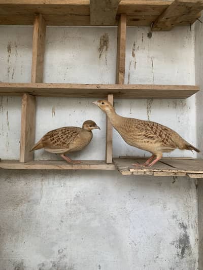 Two Irani Female teetar