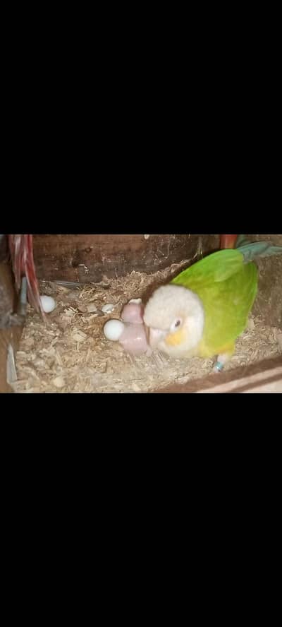 chicks available conure