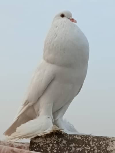 pigeon pair for sell