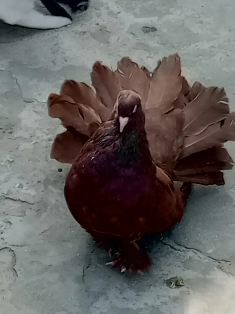 Eid offer American breeder pairs 4sale read add — photo 9