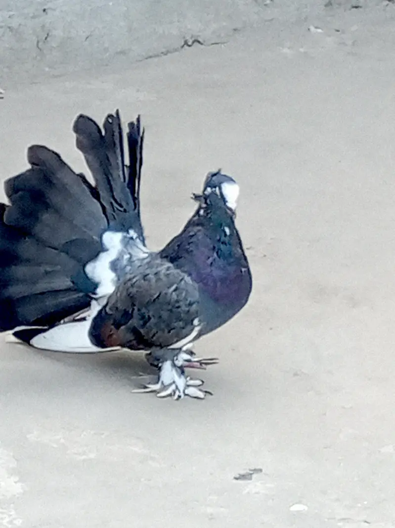 Eid offer American breeder pairs 4sale read add — photo 12