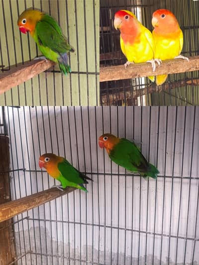 common Latino breeder females and fisher males