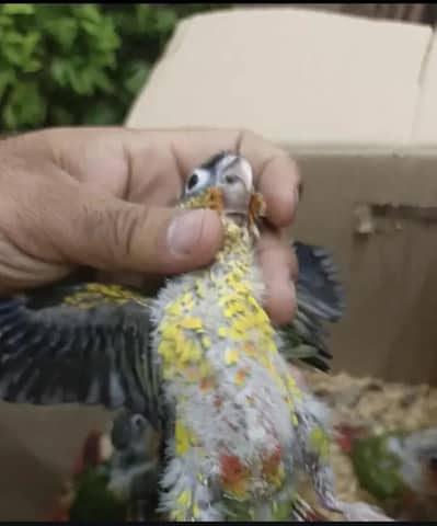 green chick conure pineapple check conure