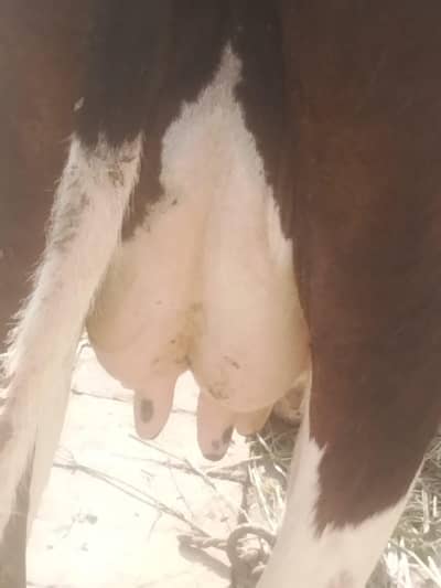 pure frozen cow tazi soi ha Sath jursi nasal ki bachree ha milk 12 lit