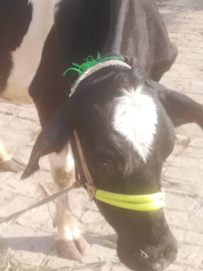 pure frozen cow tazi soi ha Sath jursi nasal ki bachree ha milk 12 lit