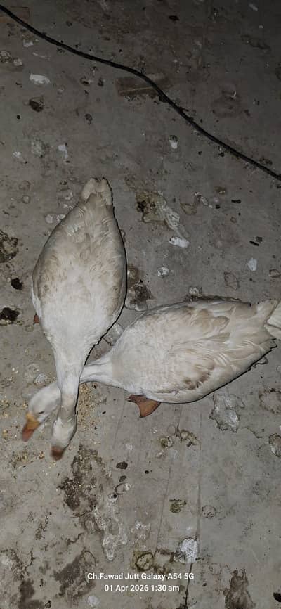 Im selling my long neck ducks pair on urgent basis