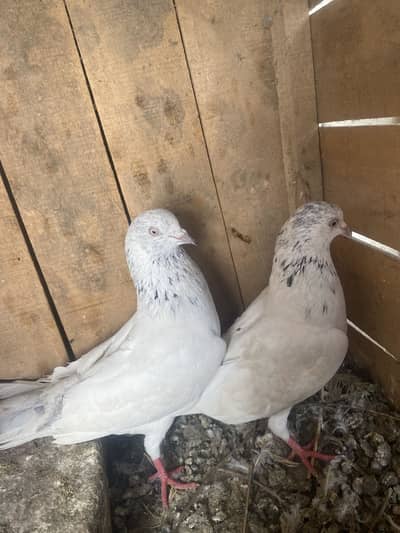 bhtreen sialkoti jora or tedy male hai 2 hzar rupy par mila gy