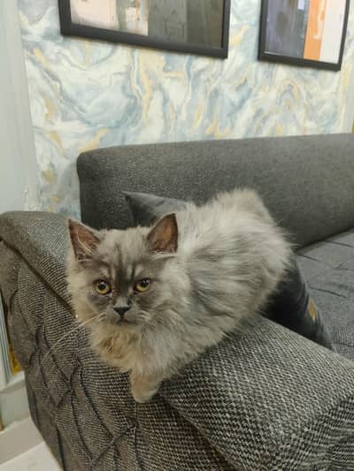 Persian long coat Cat
