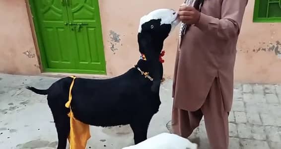 2 Bacchon ka sath Desi Bakri For Sale, __03134947622