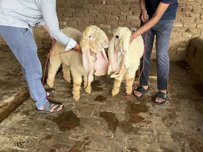 Kajly pure AA+ quality pure blood line