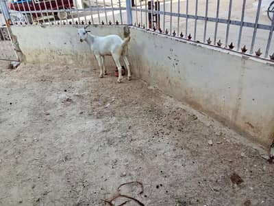 Bakra sale in Karachi