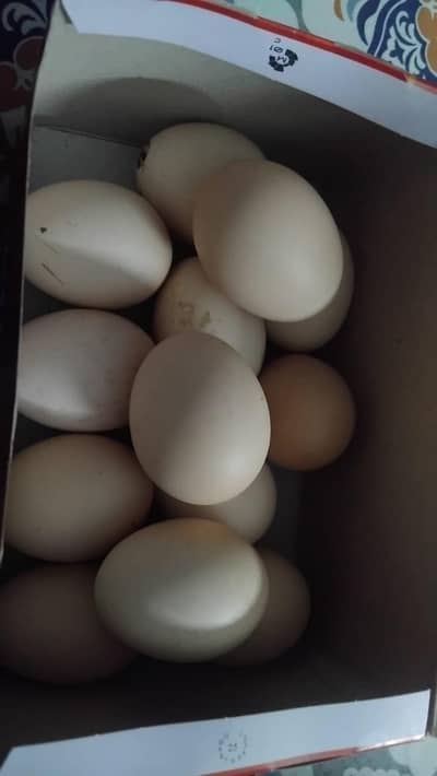 shamoo hen eggs available