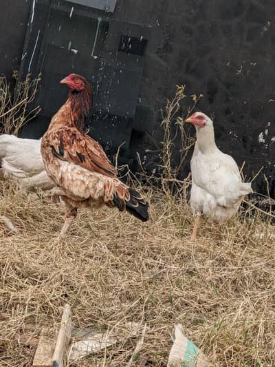 4 murgyan hain aik murgha