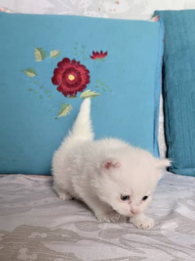 Persian Kitten for Sale