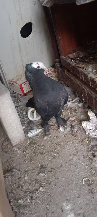 black mukhi male full breeder