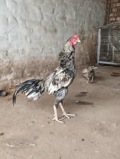 Home breed 11 months old phatta Healty and active