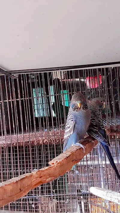 Black face // bw pair