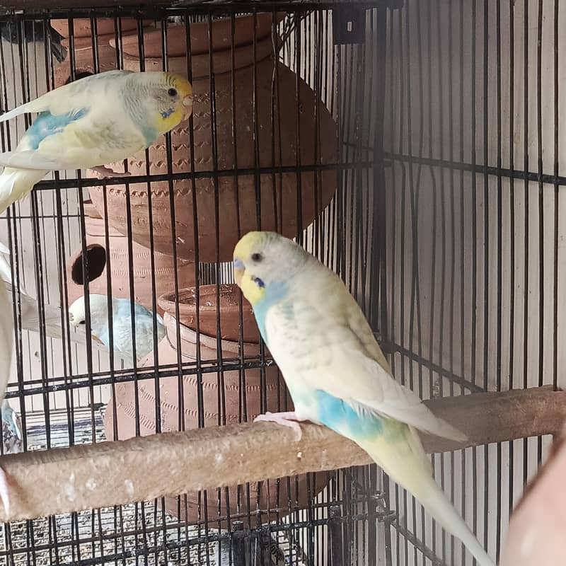 Australian breader pair 0