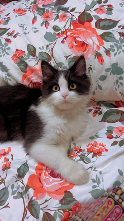 Trained Semi Punched Persian Kitten