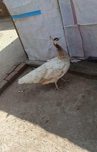 Camyu breader Female  03455157418