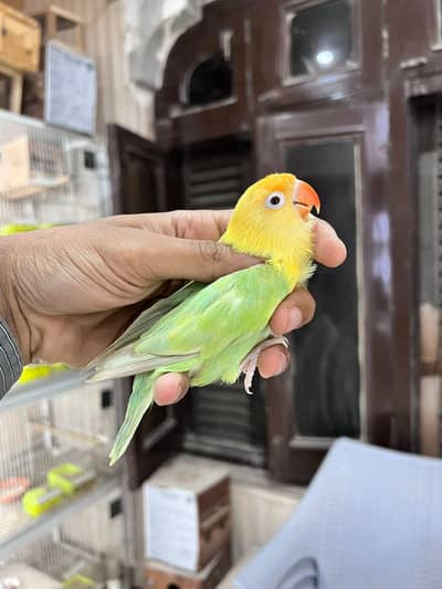 Albino| Cremino| birds | parrot