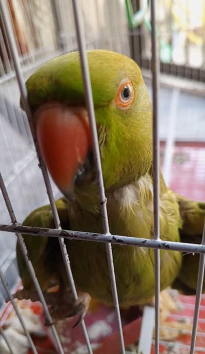 kashmiri female parrot for sale
