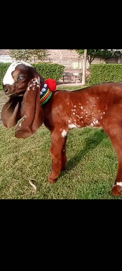 A puls bareedr quality male baby