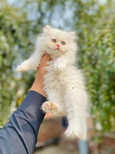 Persian cat for sale my WhatsApp number 0329-70-46-121
