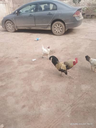 desi murga or murgi pure