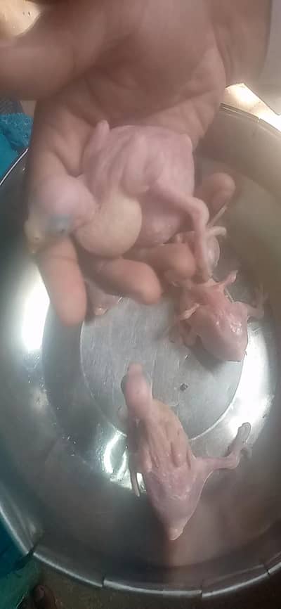 Green Ringneck Parrot