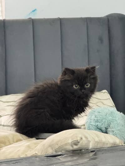 tripple coat persian kitten cat