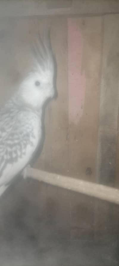 cocktail pair he abi Crouse huwe he pic me ap dekh sakhte he