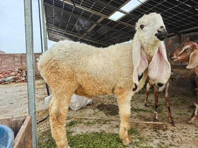 Kajla Chattra Sheep For Sale