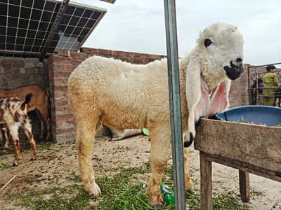 Sheep | Chtra | Kjla chta | shepp | Chtra For Sale