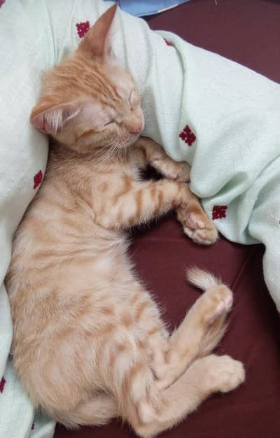 4 months ols kittens looking for a loving home