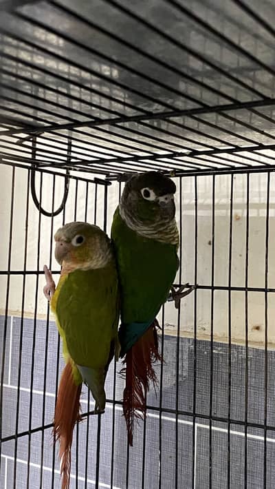 Conure pair for sale