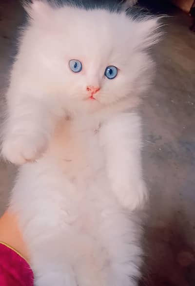 triple coated kittens what's app : 0302_6247572