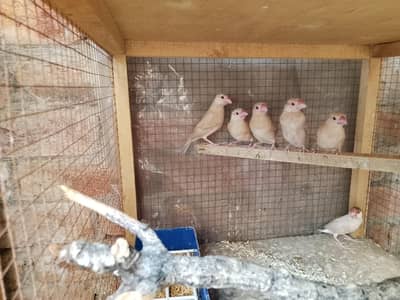 fown java pathy & banglies