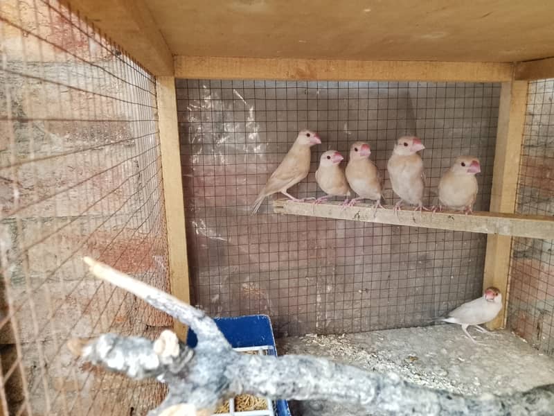 fown java pathy & banglies 0