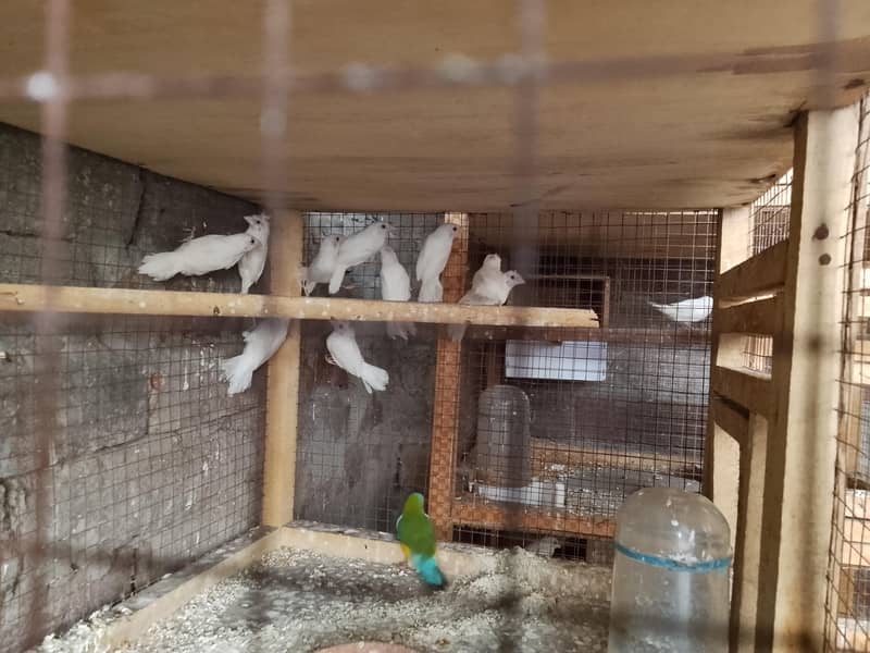 fown java pathy & banglies 1